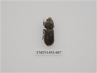 藏品(金龜科(三)及黑豔蟲科)的圖片